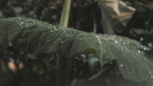 Relaxing rain video with sounds/ultimate stress relief