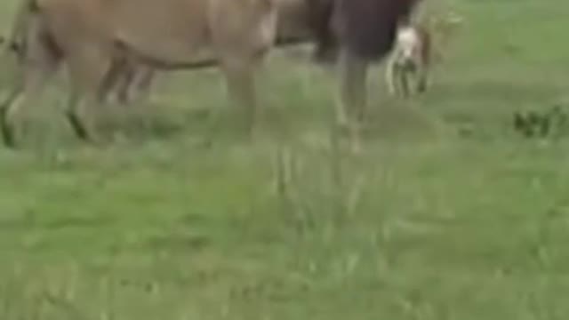 Lion vs dog fighting who is win.