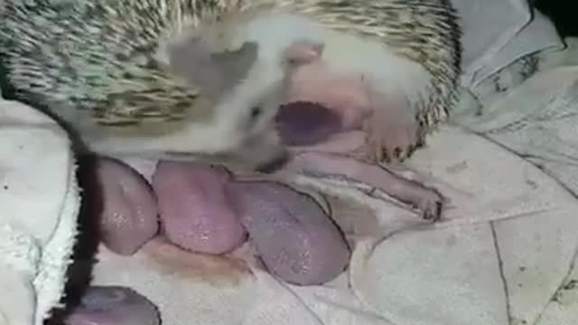 childbirth the hedgehog