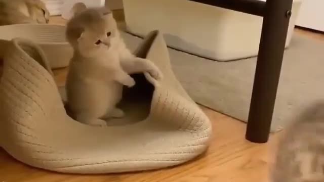 Stylish CATS AMAZING MOTION