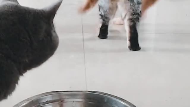 He’s coming! #cats #dinnertime #funny #cutepetshow #fyp