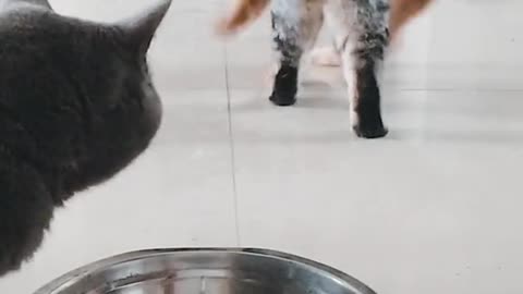 He’s coming! #cats #dinnertime #funny #cutepetshow #fyp