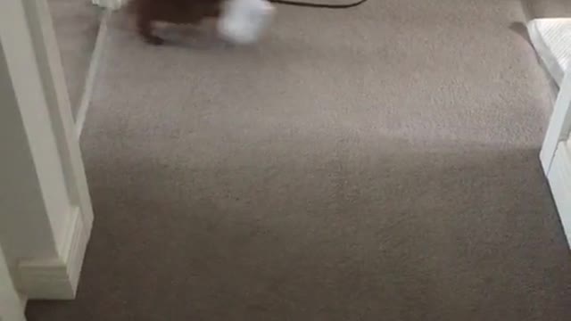 Weiner dog puppy runs through grey hallway past vacuum