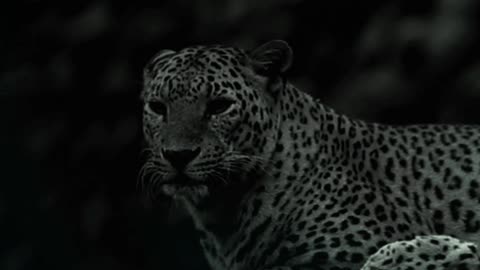 Leopard Quotes