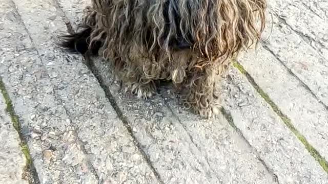 Dogs before cutting