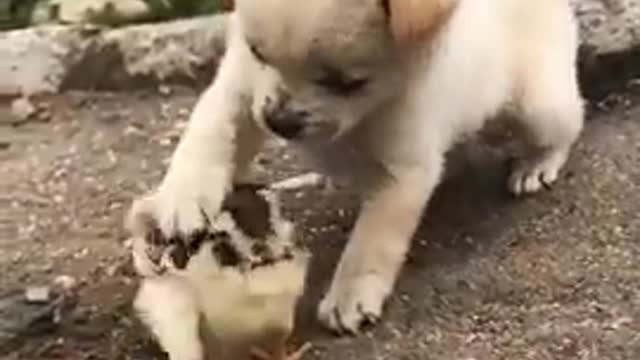 Lovely and funny animals Lovely dog video