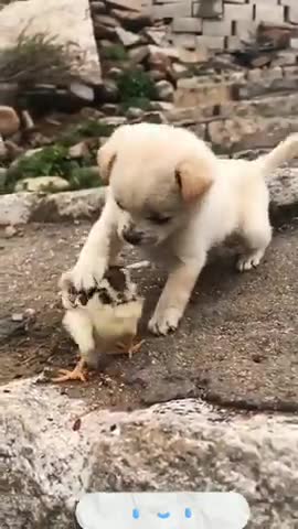 Lovely and funny animals Lovely dog video