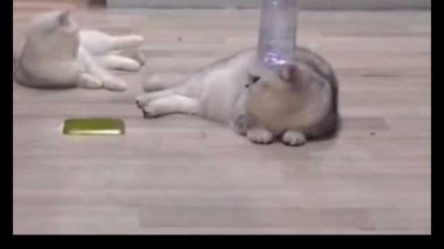 This cat is a myth!