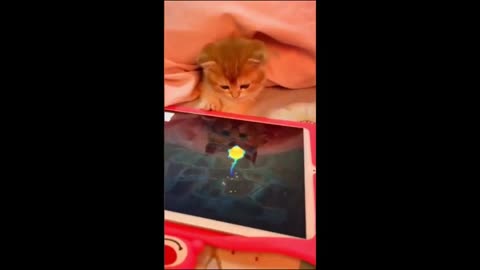 Funny animals - Funny cats / dogs - Funny animal videos 2024