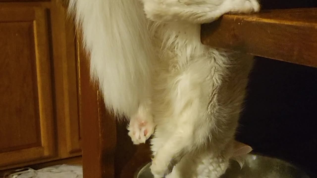 Cat Drinks Water the Hard Way