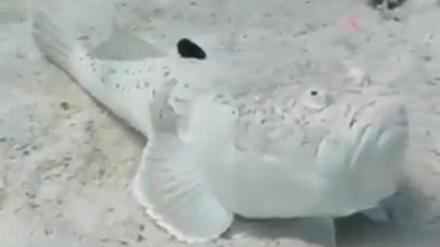 Fish camouflage for hunting... Amazed ....