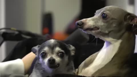 Dog Owner attempts to have her Dog stand her hind legs!