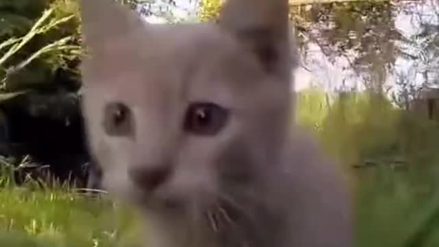 The funny cat