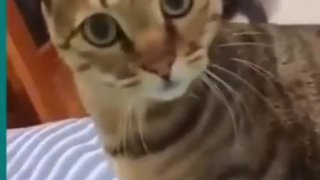 Cats and dogs fighting very funny