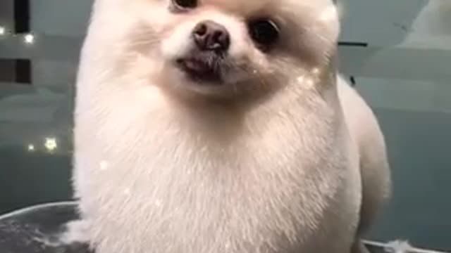 the cutest dogs in the world [do you love animals]