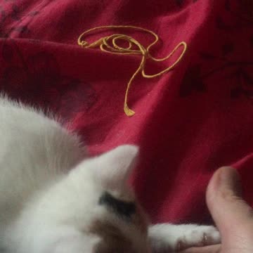 Fringes the lil white kitten playtime part 4