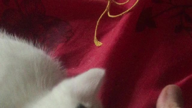 Fringes the lil white kitten playtime part 4