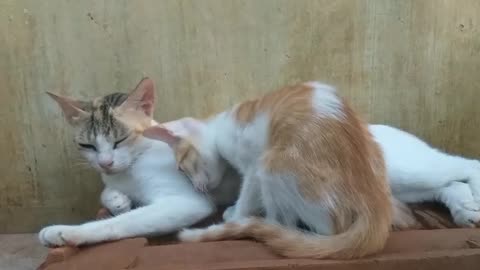 A kitten's Mother Love - Kitten and her mother