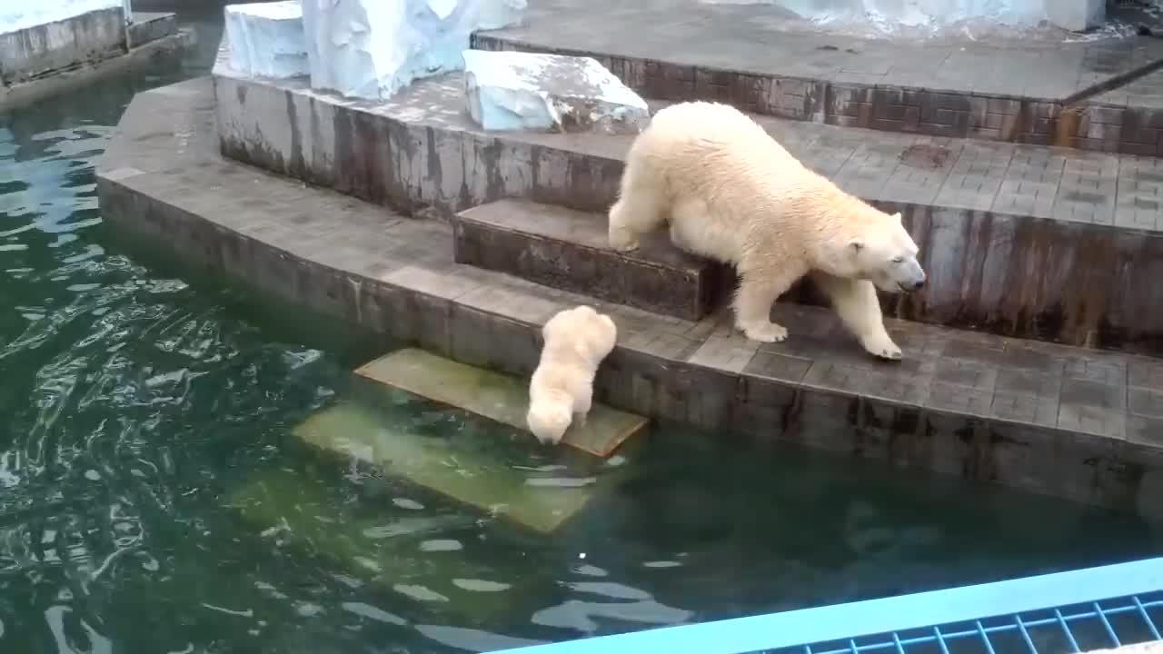 Bear cub is afraid to swim