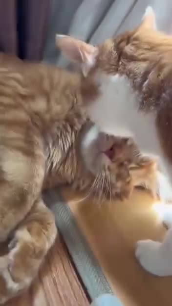 Cat’s whiskers are no jokes 🤣🤣🤣