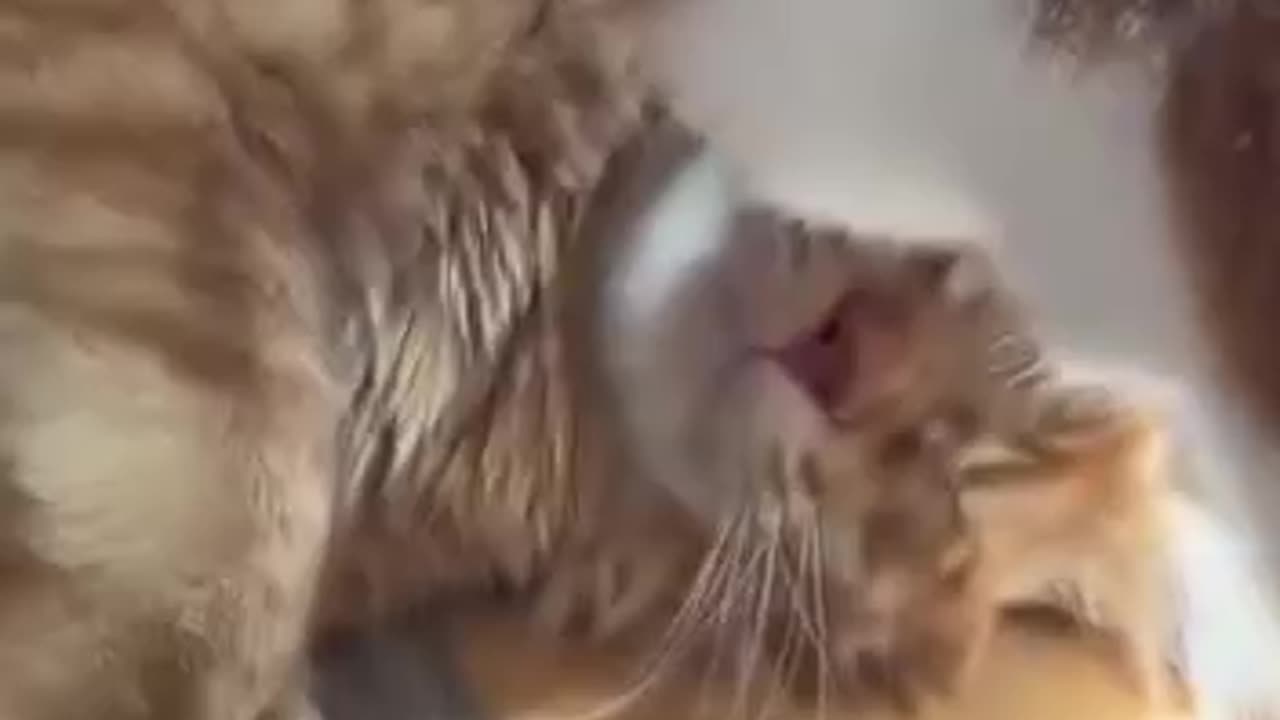 Cat’s whiskers are no jokes 🤣🤣🤣