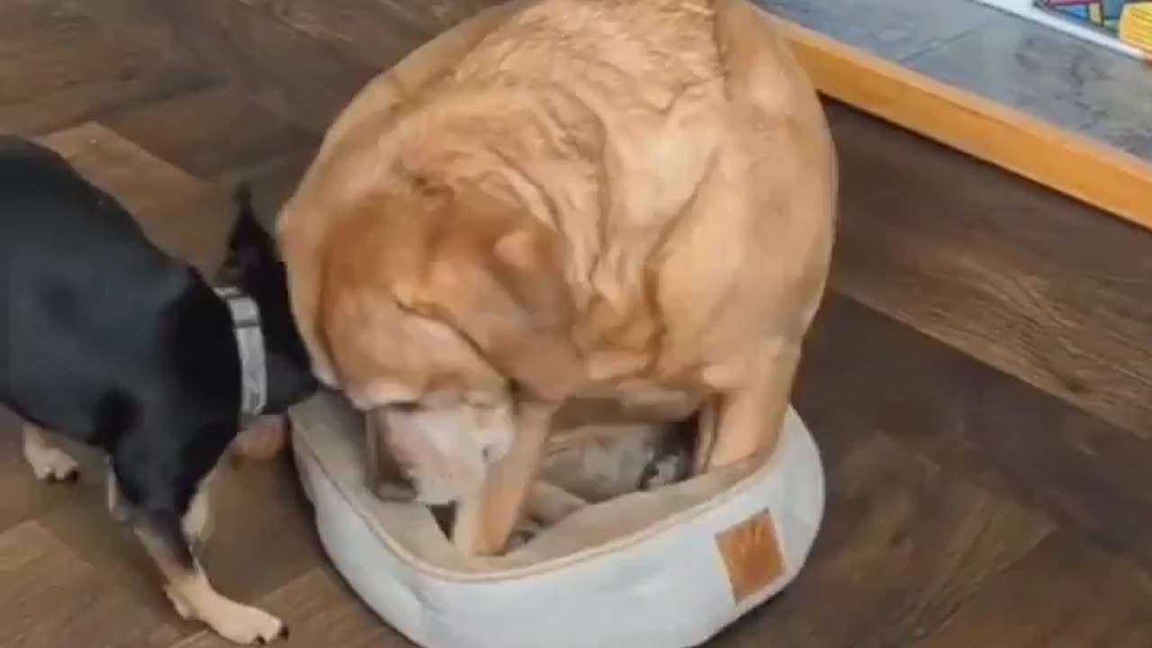 Funny animal video
