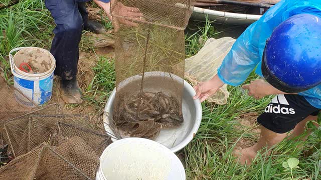 collecting fish in flood season