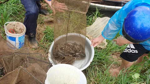 collecting fish in flood season