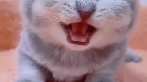 Cute Cats 😲 trending rumble videos