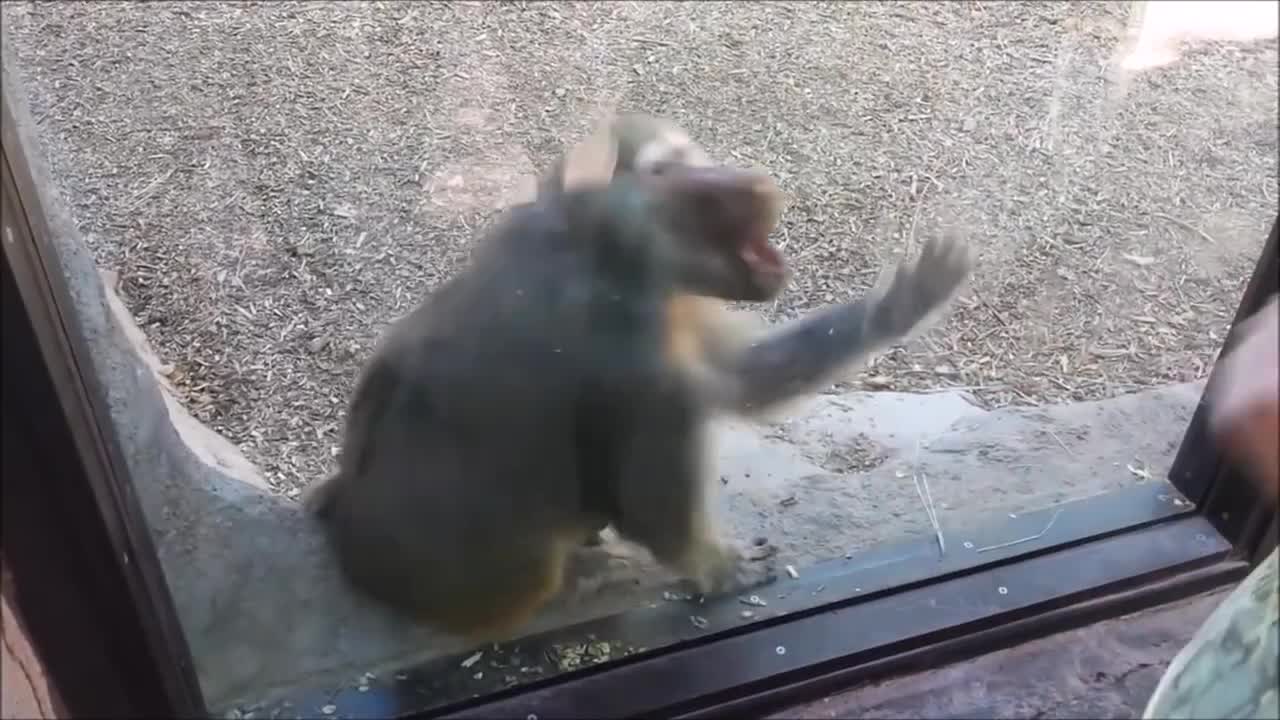 Monkeys react to magic