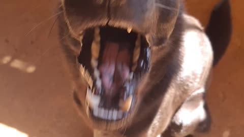 My dog ​​doesn't like cameras