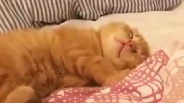 sleeping funny cat