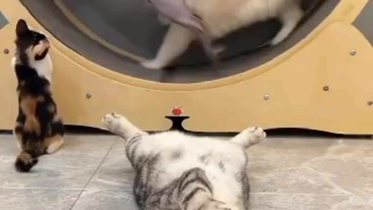 Funny cat video