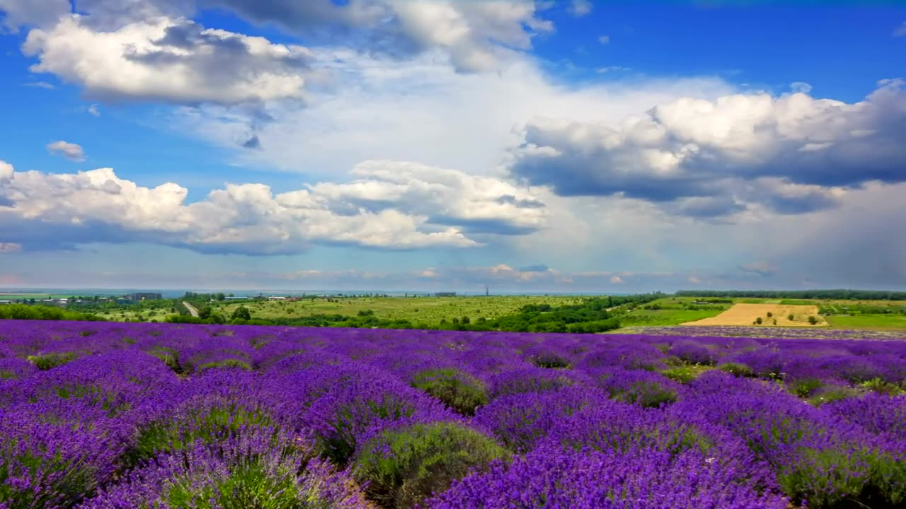 Lavender field landscape