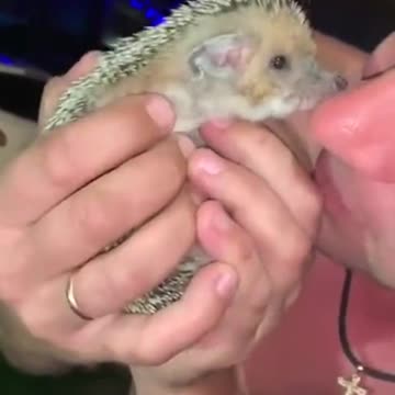 What a sweet hedgehog!