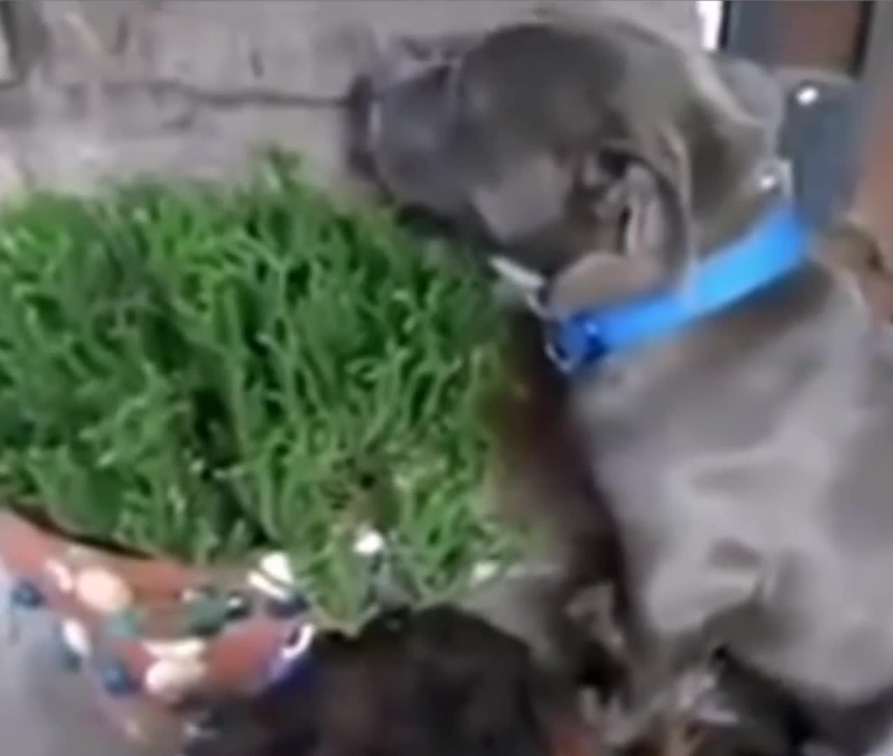 Perros culpables #2