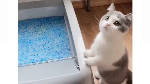 CAT DOING SALESMAN JOB FOR HERSELF VIRAL SHORTS