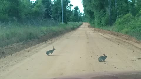 Rabbits in the road