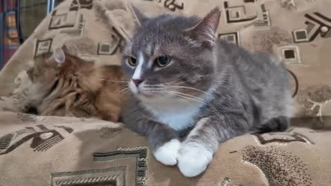 Pet Cats resting on sofa