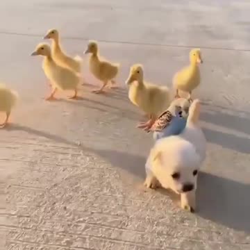 The beat friends forever😍😍🦜🐶🐣