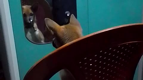 Dog Funny Movement