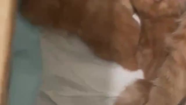 Mother cat feeding her kitten