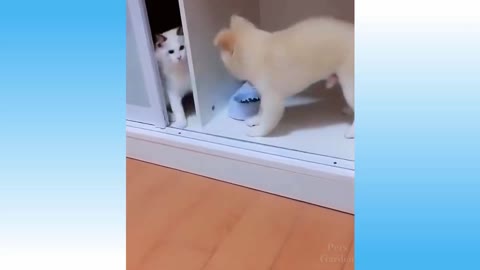 Cat funny video