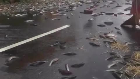 Miracle thousand fish flew to main road