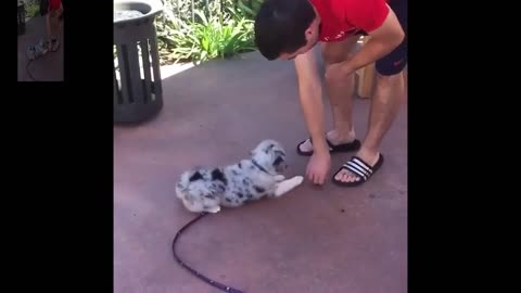 The male owner is training the dog