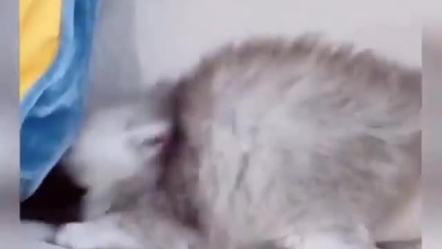 funny videos about cats