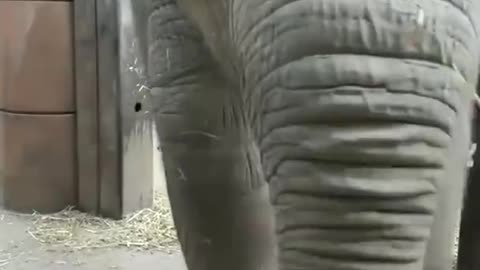 Funny elephant