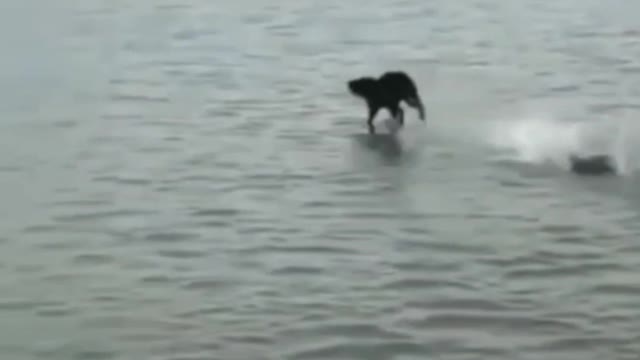 Is this real a dog running on the sea 😯🤔