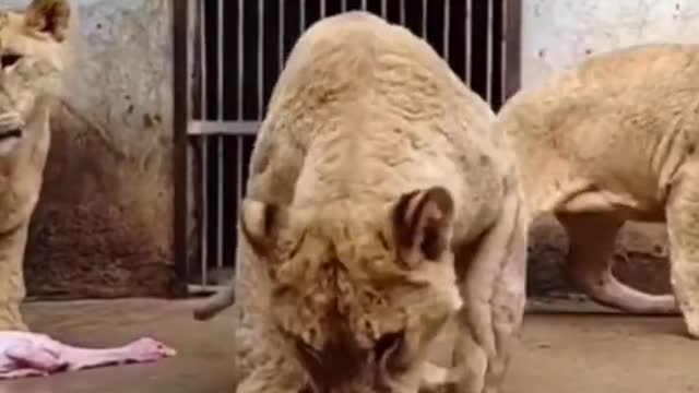 Crazy #Lions eating meat...