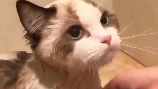 Bathing a cat☺️😺// so cute